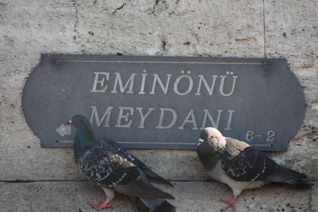 EMNN MEYDANI