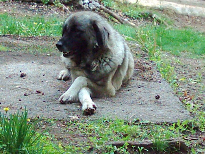 ahada kangal