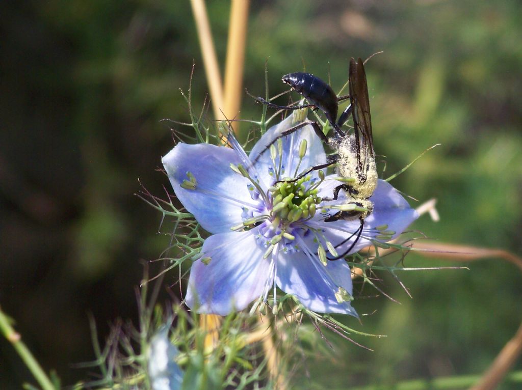 polene belenmi