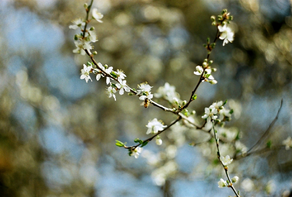 Ar polen peinde, aatay da onun..