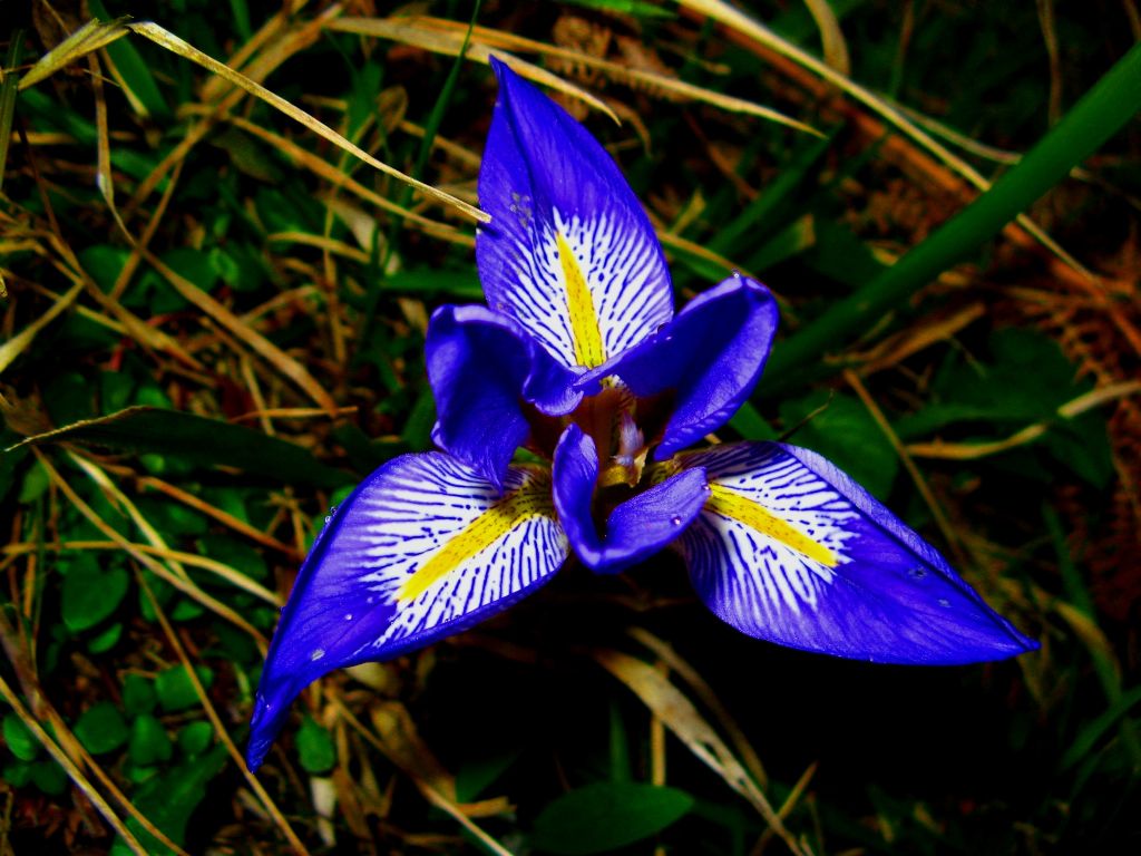 Fenerbah�e �i�e�i...