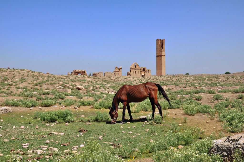 harran niversite kalntlar