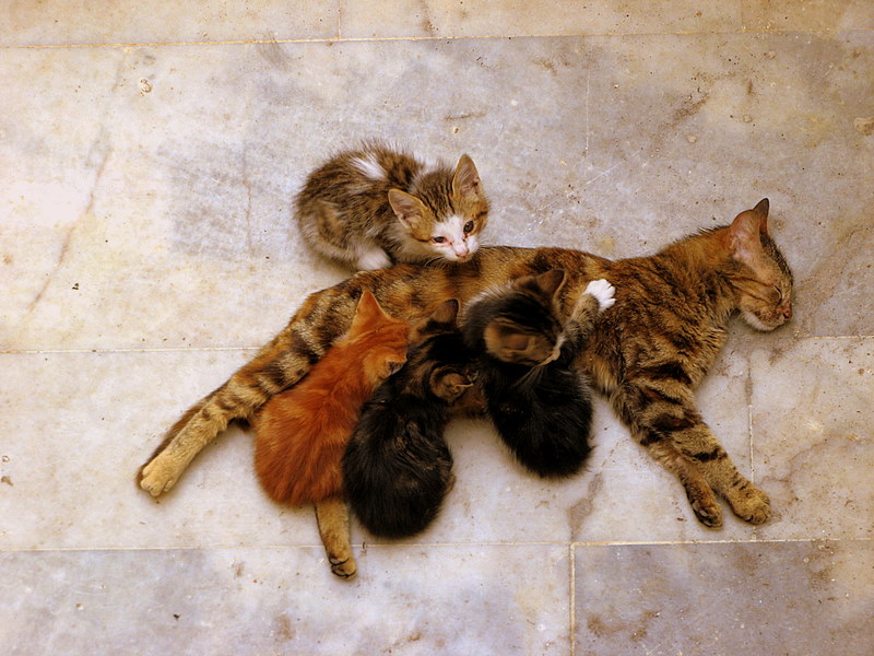 DAVETSZ MSAFRE BAKI - IV 