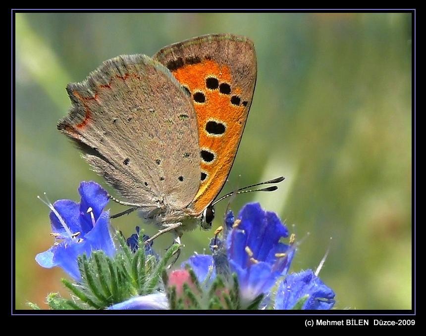 Lycaena phlaeas    