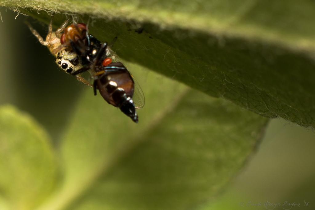 Ne bakyon! Hanm deve kuu diye tutturdu..