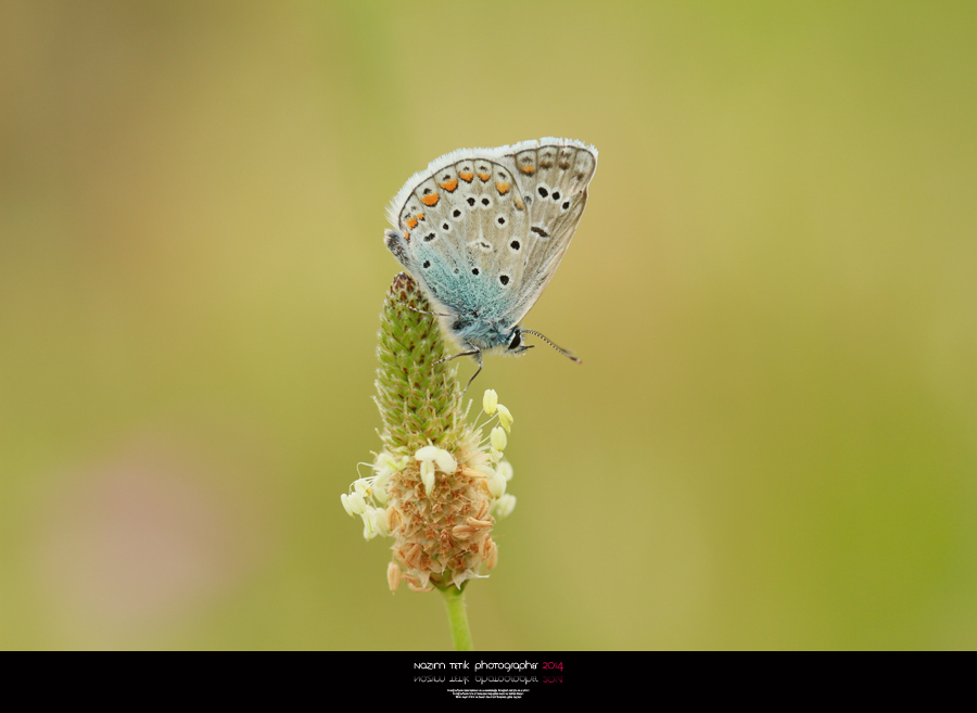 ... ::: Mavilim ::: ... 