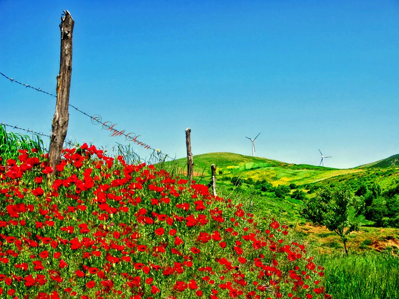 Gelincikler Misali . . .