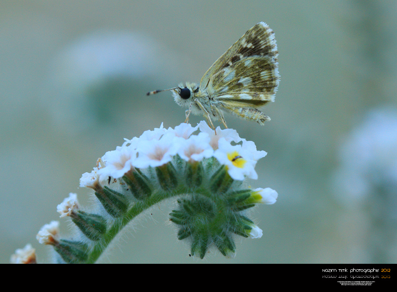 ... ::: Zp Zp ::: ... 