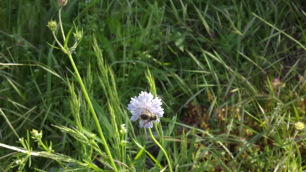 b�cek ve �i�ek ikilisi