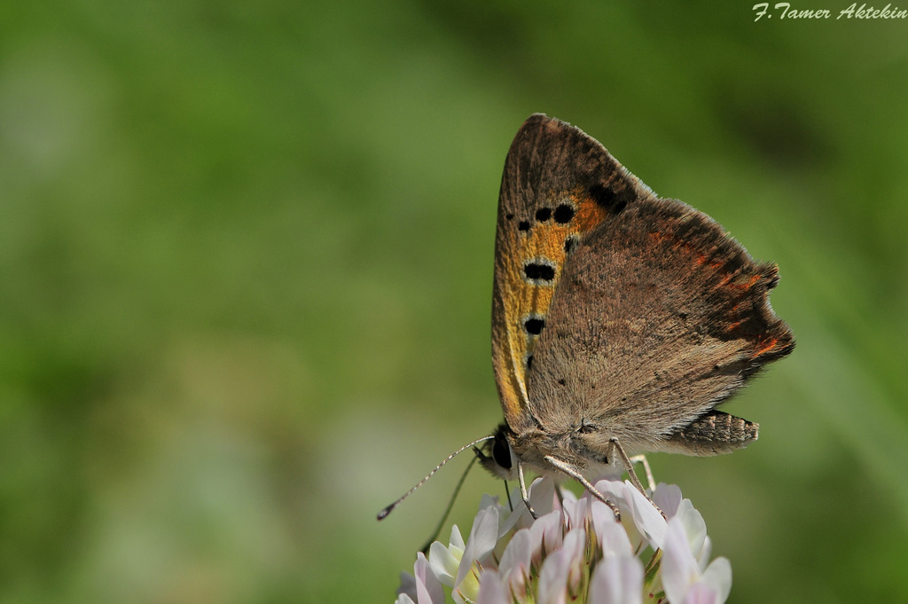 Benekli bakr kelebei