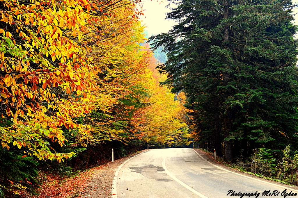 Solum ba�ka mevsim,Sa��m ba�ka mevsim