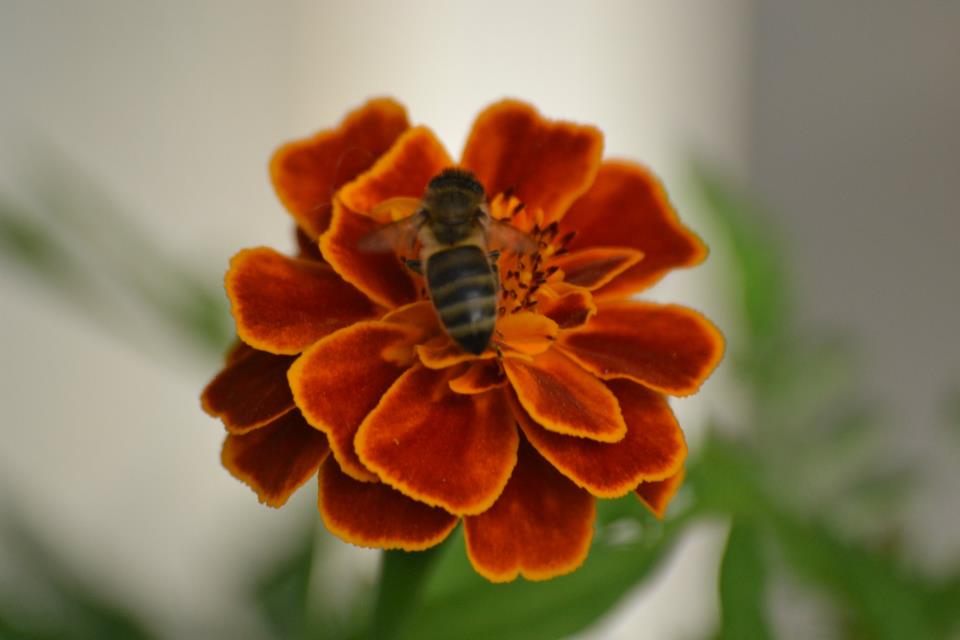 d��lerden esintiler