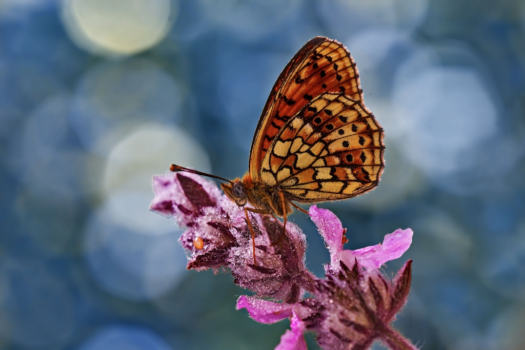  Nymphalidae / �ift Noktal� Brentis / / Brenthis h