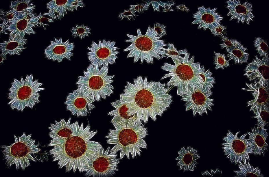 Fractal Refractory Daisies