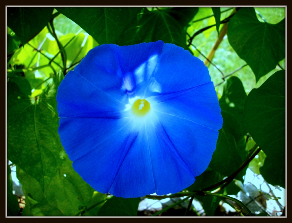 MAV� ���E��M