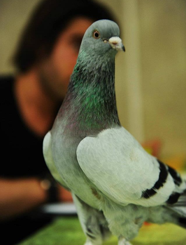 Mardin Gvercin Festivali Dzenlendi