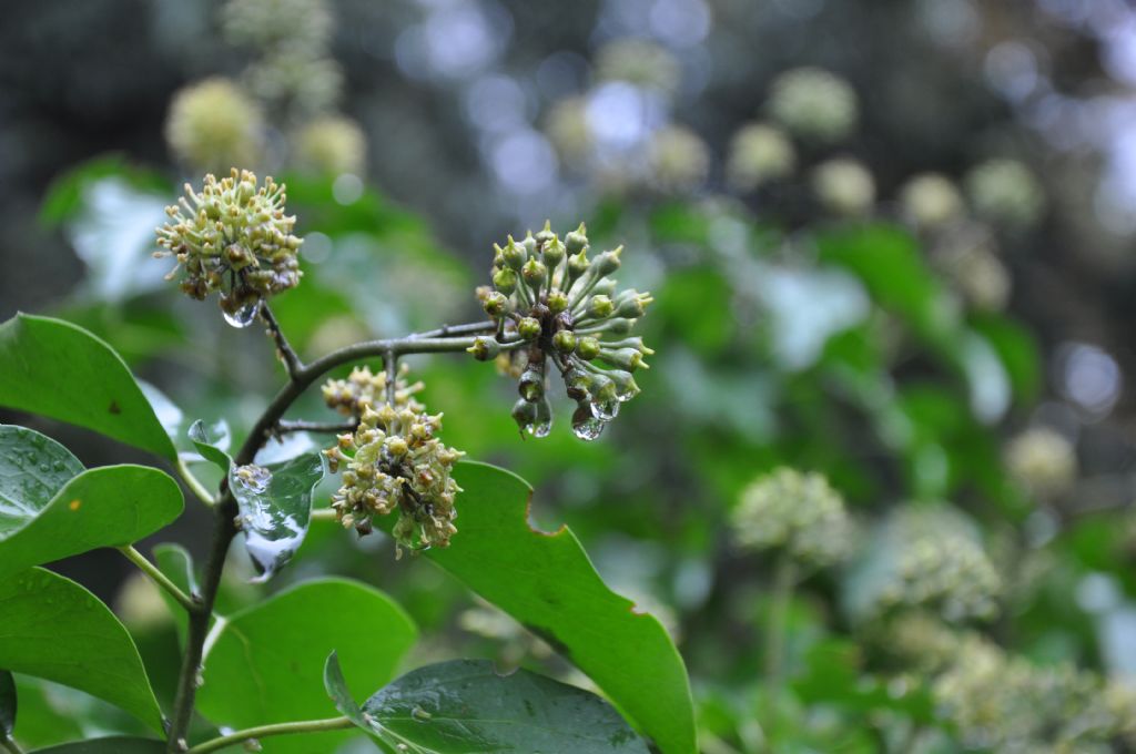 Ya�mur damlalar�