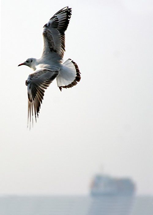 mart� foto�rfa�