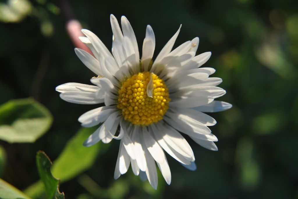 ilk bahar'n  ilk papatyas..