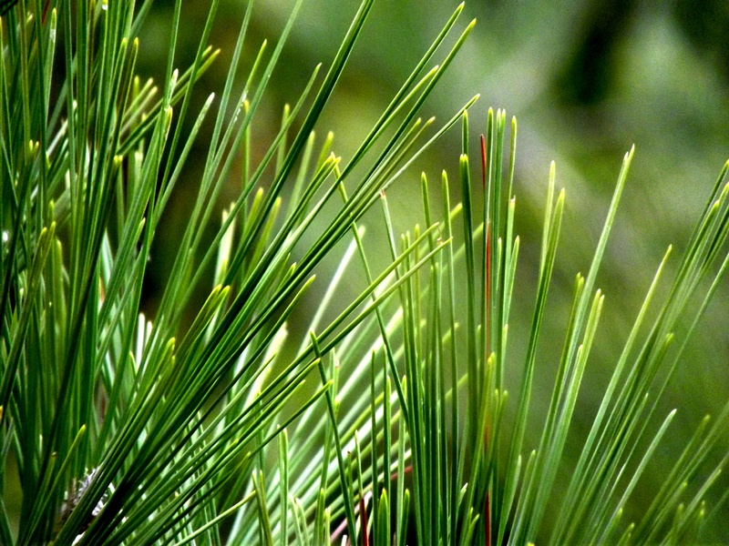 ilk foto�raf�m..