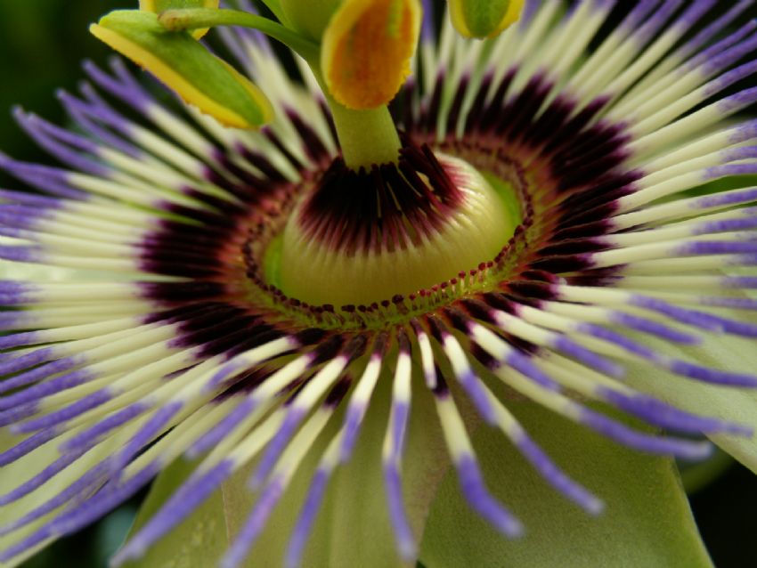 Passiflora