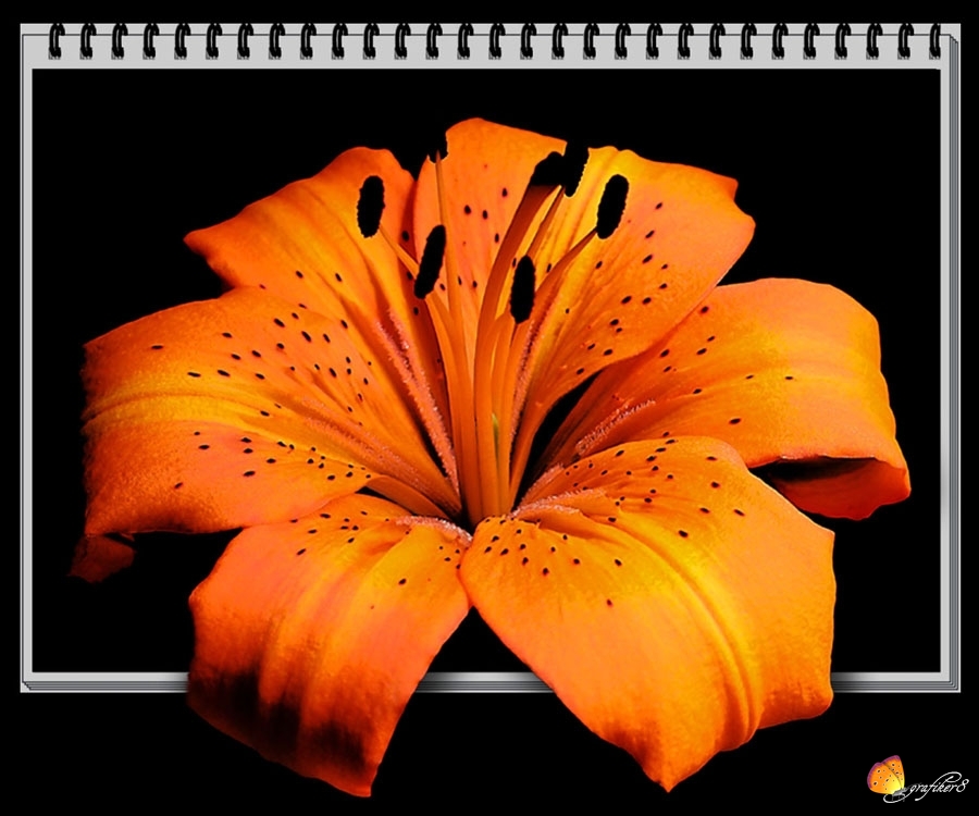 Lilium 