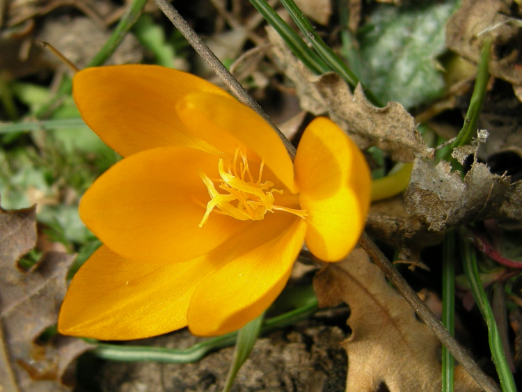 Crocus flavus dissectus (idem)