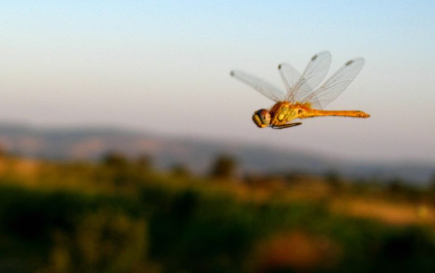 Tarlalarn zerinden...