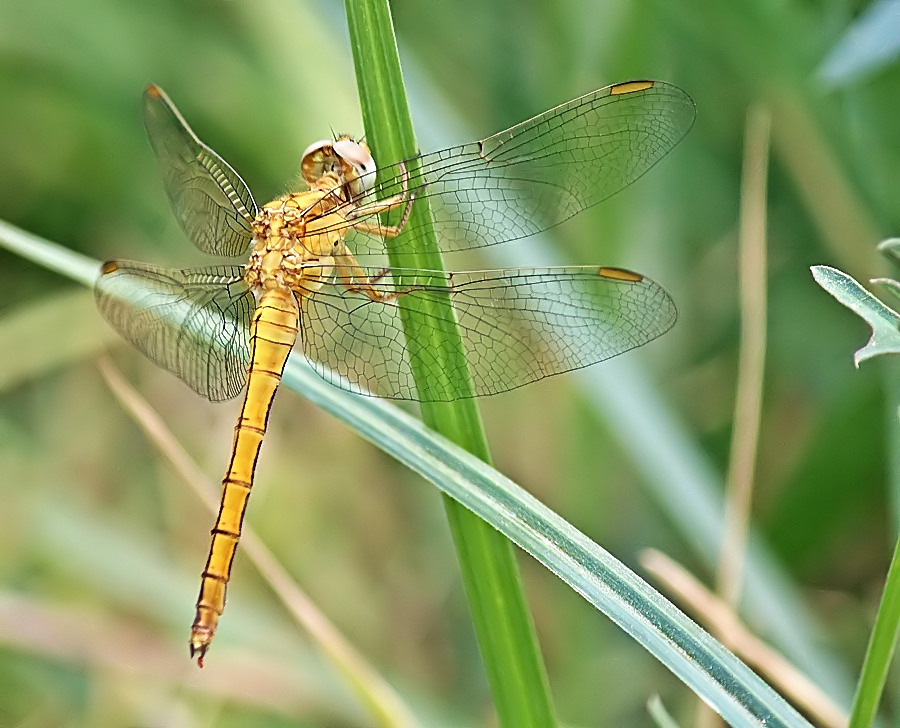Dragonfly