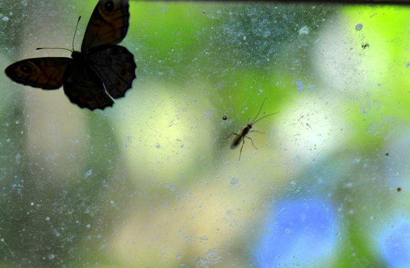 Avlama �abalar�...