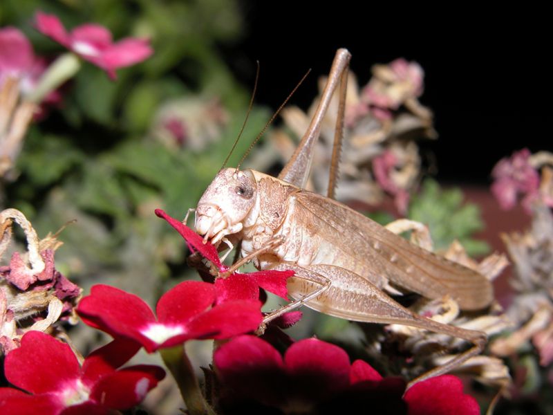 �EK�RGEN�N SEVDASI