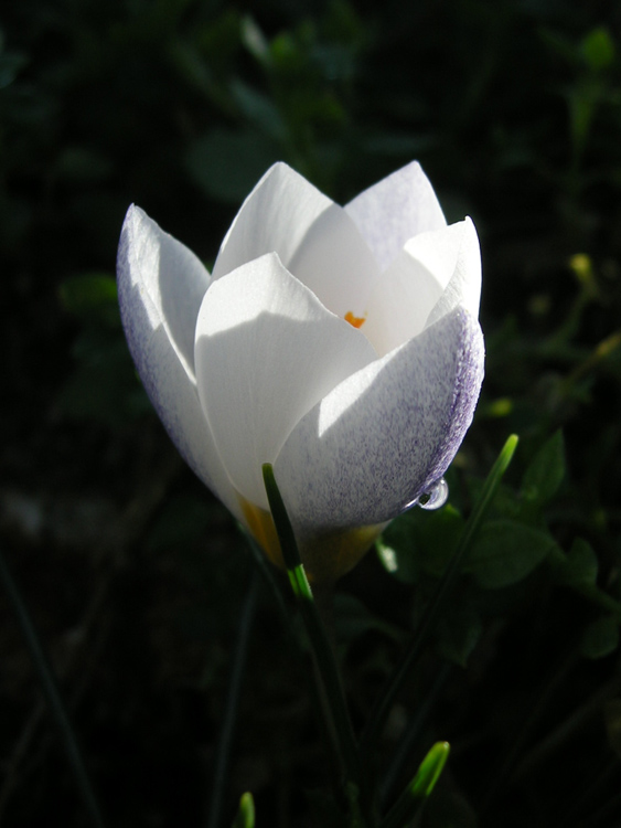 Crocus biflorus subsp. biflorus