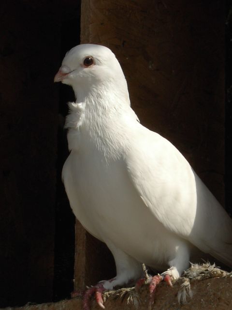 beyaz gvercin