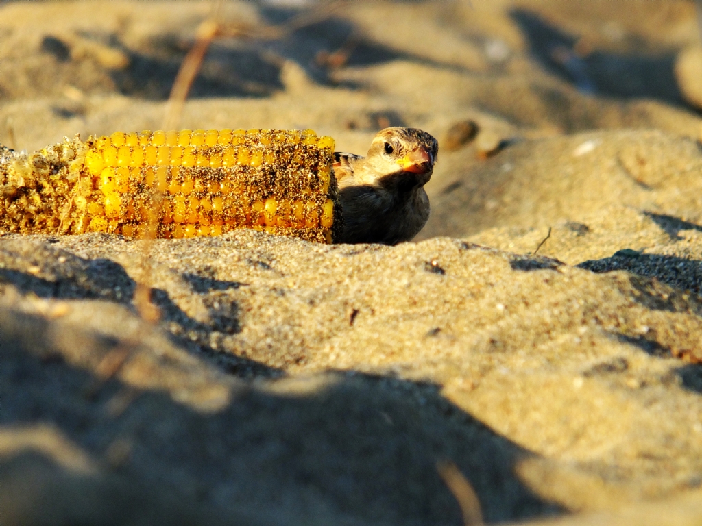 Kartal bak��l� ser�e (: