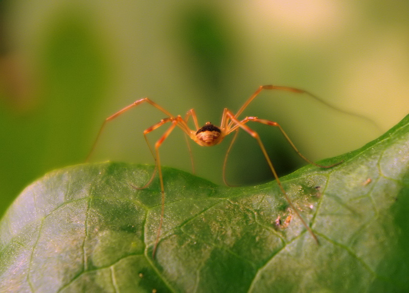 k�rm�z� �r�mcek