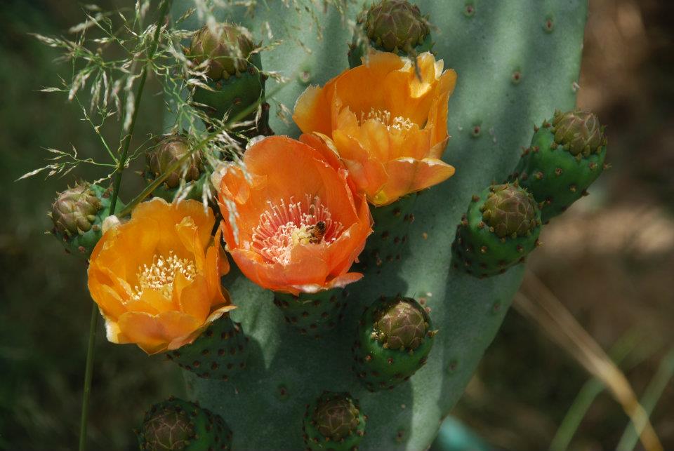 Babutsa �i�e�i