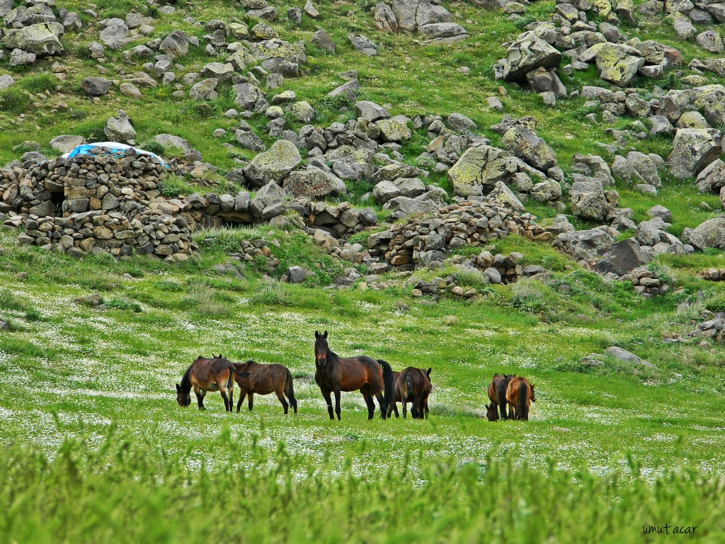 Ylklar ve Papatyalar