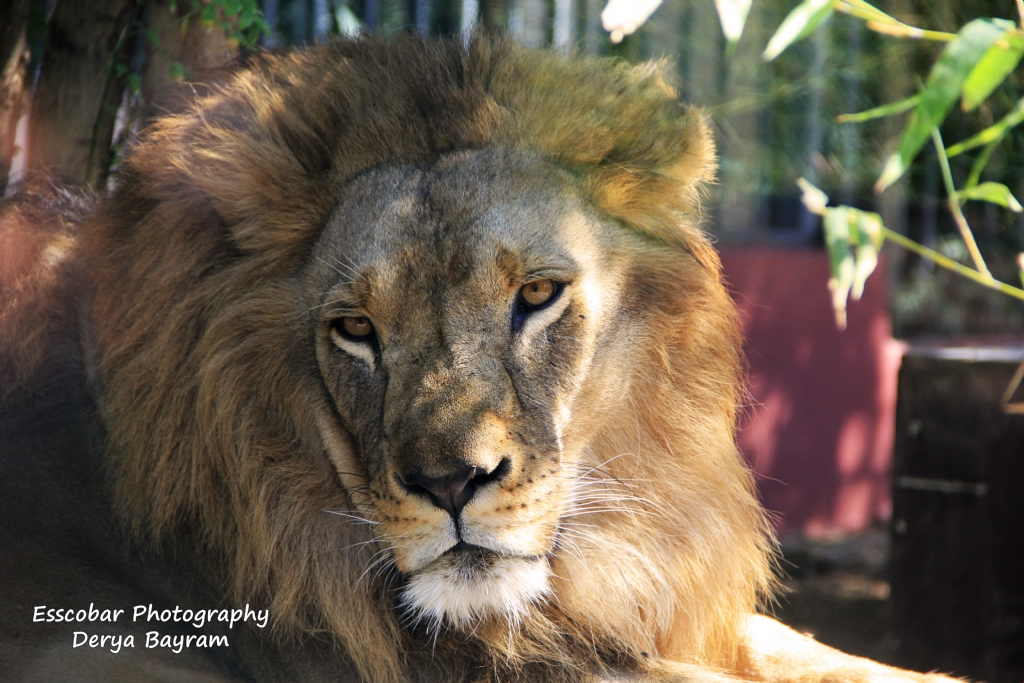 Alemin Kral� Bitkin...