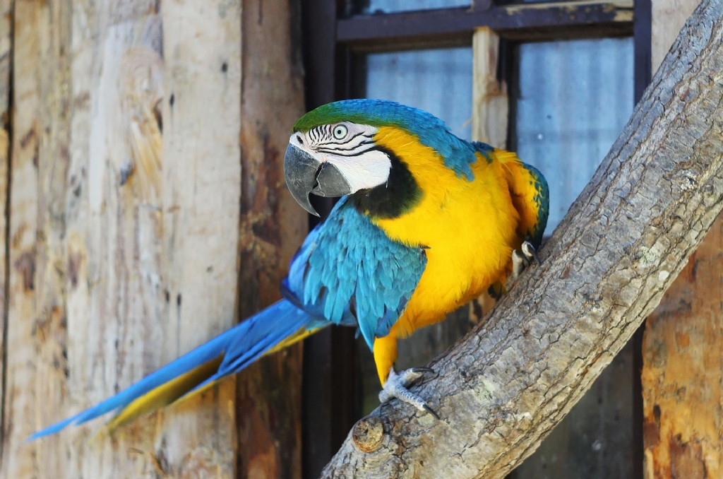 Macaw