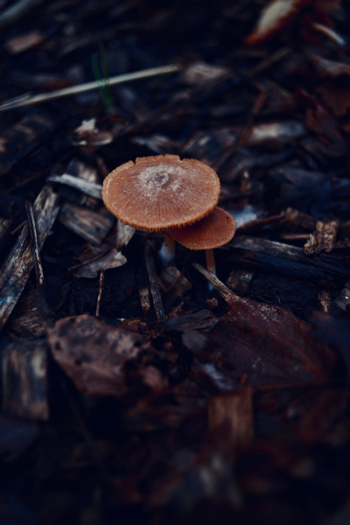 mantar. mushroom