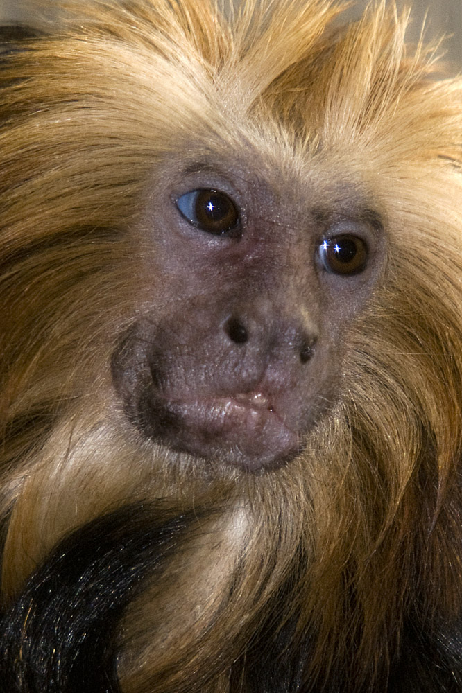 Aslan bal maymun
