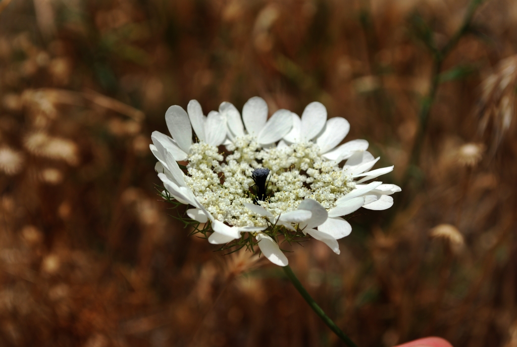 cicek bahcesi