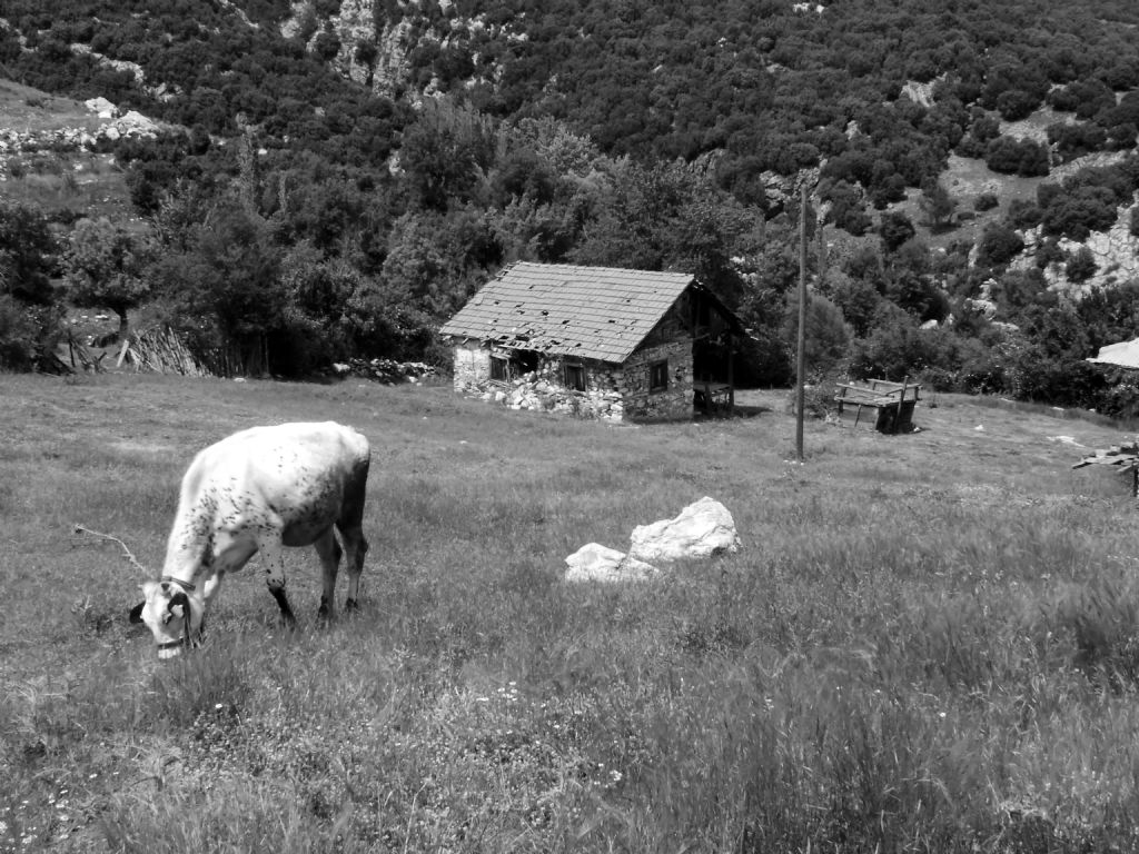 yayla...