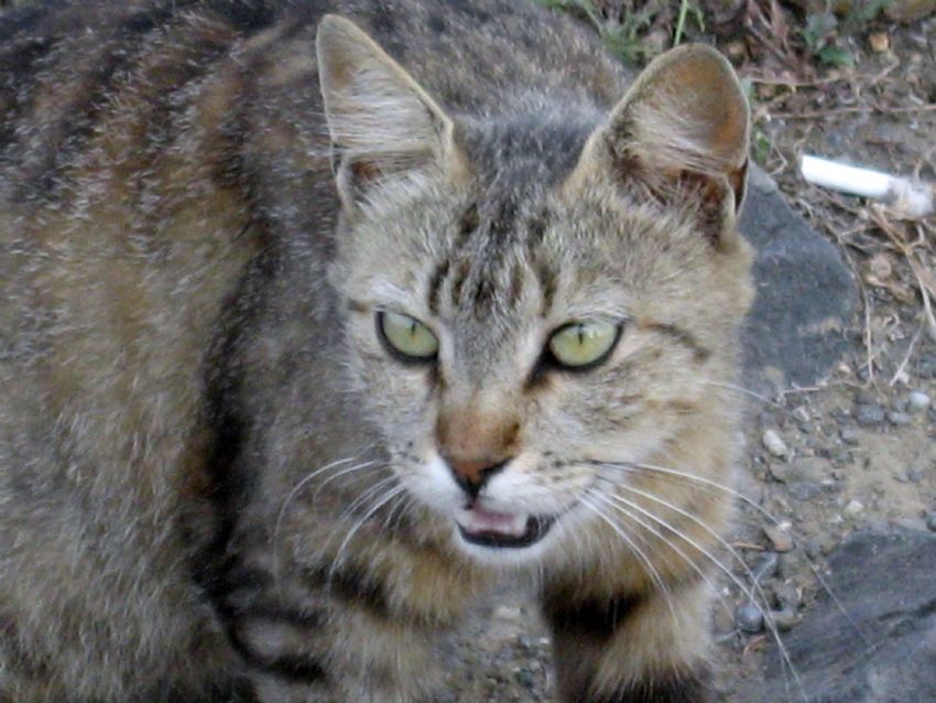 SEV�ML� �EY SEN�...