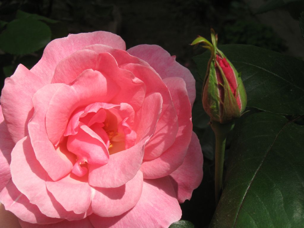 Bahar�n g�zelliklerinden..