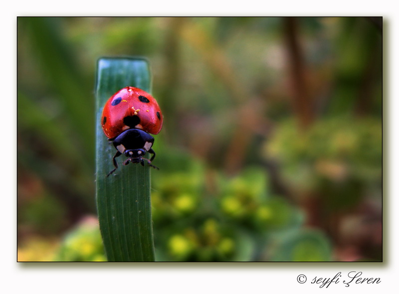 Uzun �nce Bir Yolday�m...