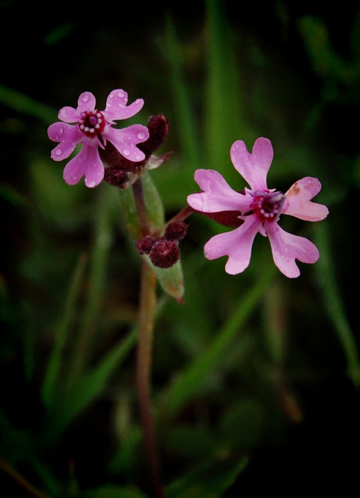 Silene aegyptiaga-Tarlay Pembeye Boyayan iek