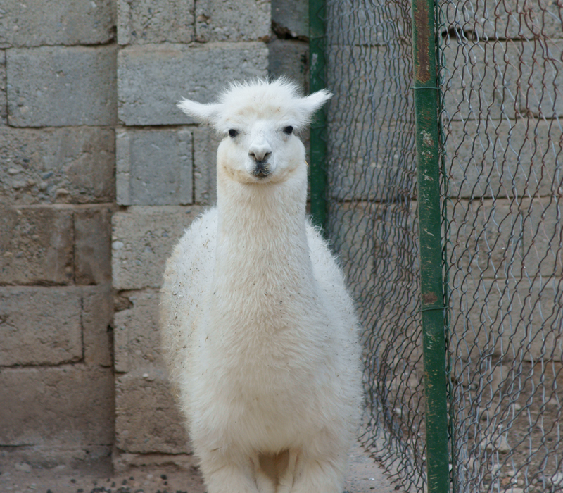 Hayvanat Bahesi Gezisi
