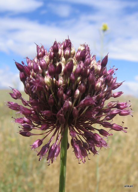 da�lar�na bahar gelmi�