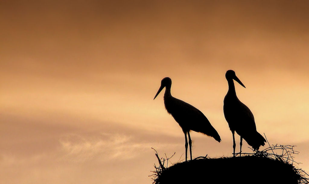 Yolculuk Ne Zaman...